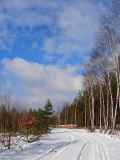 Lasy Drewnickie - szutrówka wschodnia