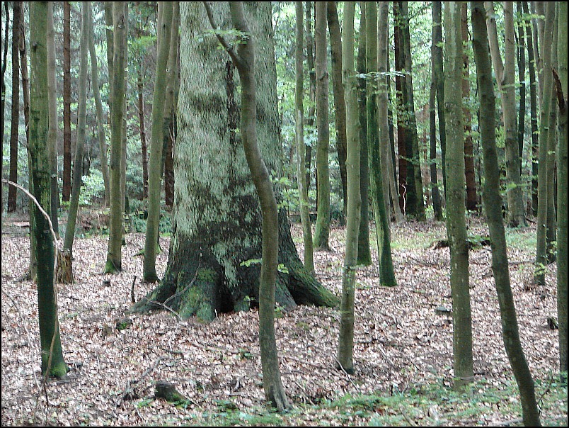 Dziesi�� starych ko�cio��w i jeden megalit