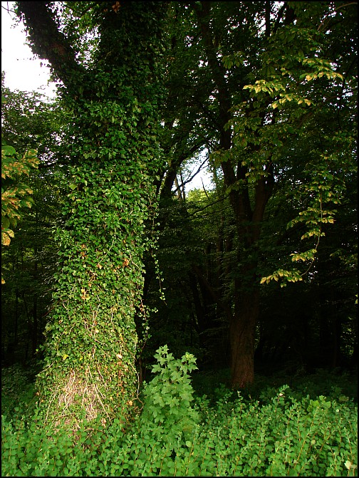 Dziesi�� starych ko�cio��w i jeden megalit