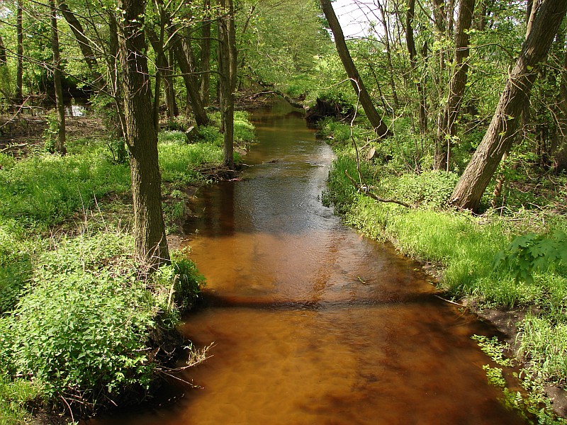 Z Ostro��ki przez Puszcz� Bia�� (112 km)