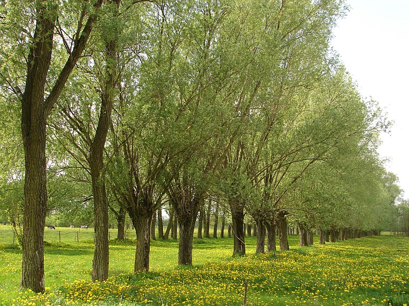 Z Ostro��ki przez Puszcz� Bia�� (112 km)