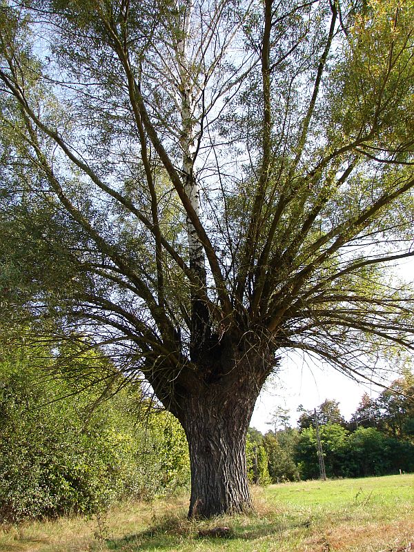 W Puszczy Kamienieckiej - Top�r, Czaplowizna, Wyw�oka