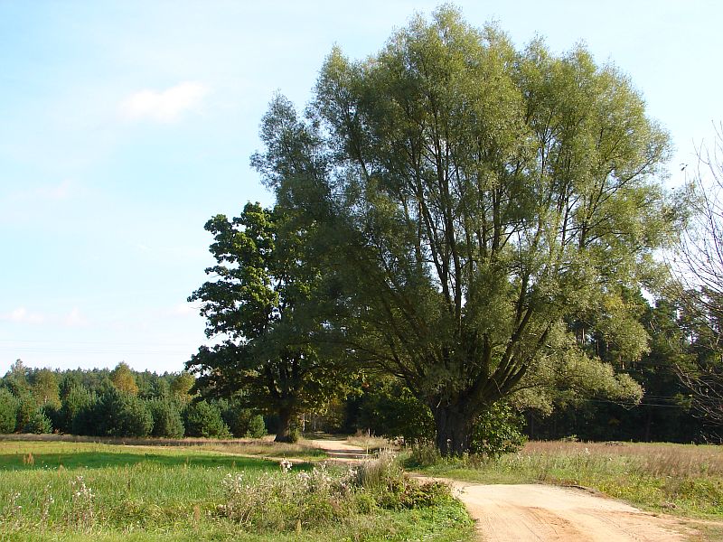 W Puszczy Kamienieckiej - Top�r, Czaplowizna, Wyw�oka