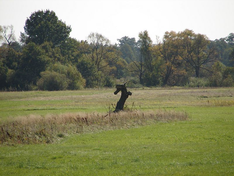 W Puszczy Kamienieckiej - Top�r, Czaplowizna, Wyw�oka