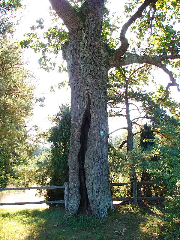 W Puszczy Kamienieckiej - Top�r, Czaplowizna, Wyw�oka