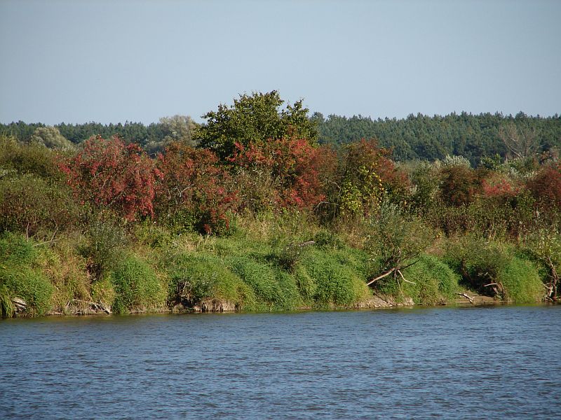 W Puszczy Kamienieckiej - Top�r, Czaplowizna, Wyw�oka