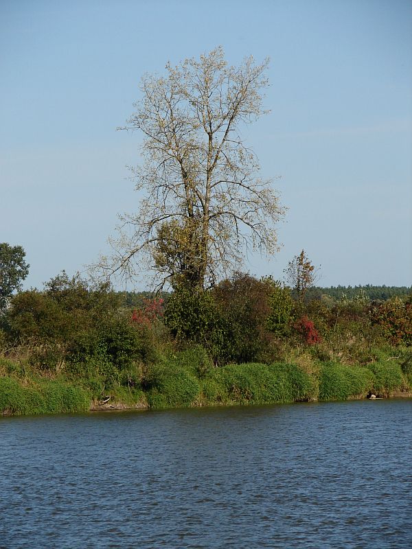 W Puszczy Kamienieckiej - Top�r, Czaplowizna, Wyw�oka