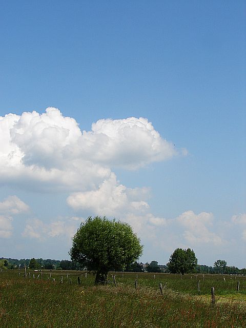 Lasy Miedzyskie - Stara Wie - Liw