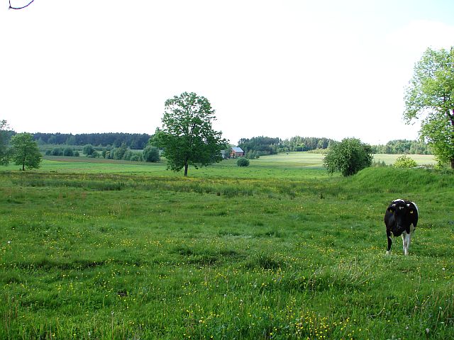 Lasy Miedzyskie - Stara Wie - Liw