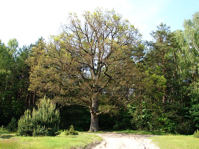 Lasy Miedzyskie - Stara Wie - Liw