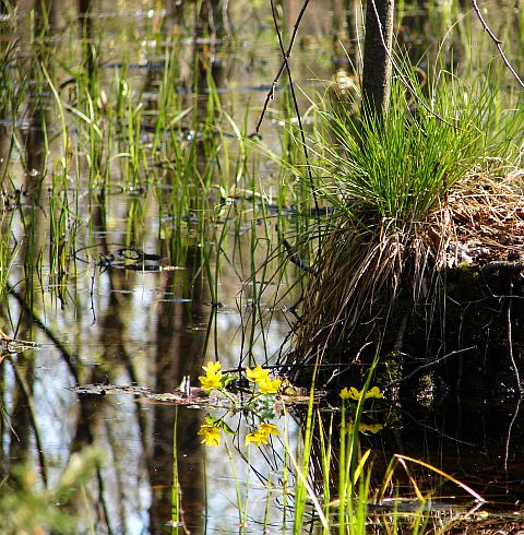 Dzi�cio�ek - Liwiec - Bug - Rz�dza (25.04.2010)