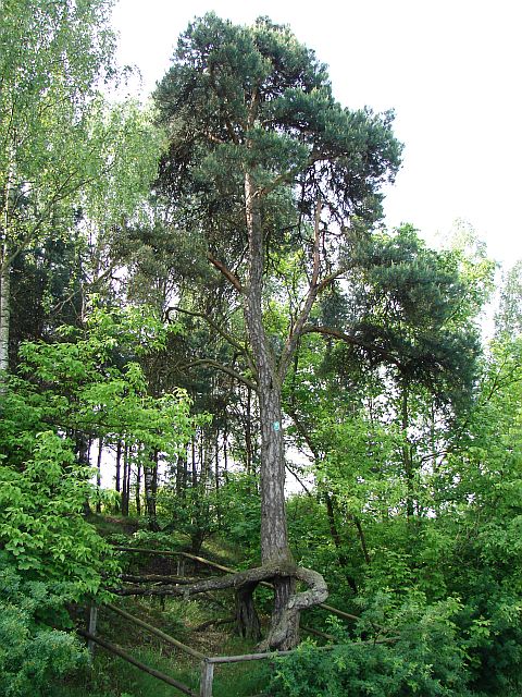 Lasy Miedzy�skie - Stara Wie� - Liw