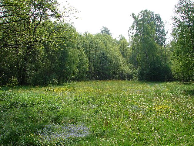 Lasy Miedzy�skie - Stara Wie� - Liw