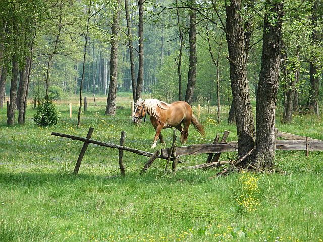 Lasy Miedzy�skie - Stara Wie� - Liw