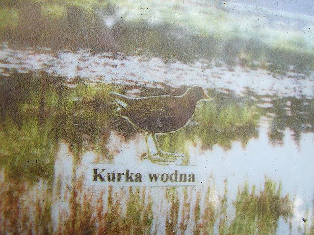 Lasy Miedzy�skie - Stara Wie� - Liw