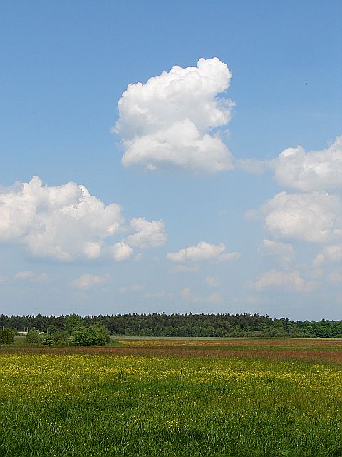 Lasy Miedzy�skie - Stara Wie� - Liw